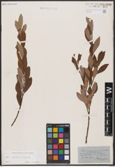 Salix aurita L. x Salix cinerea L.